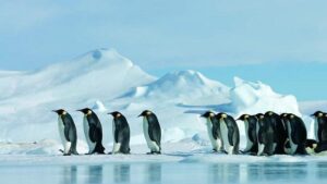 [Película] La marcha de los pingüinos