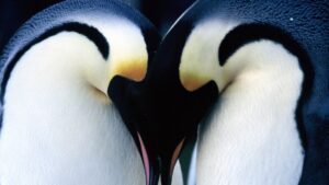 [Película] La marcha de los pingüinos