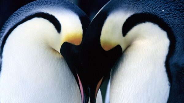 [Película] La marcha de los pingüinos