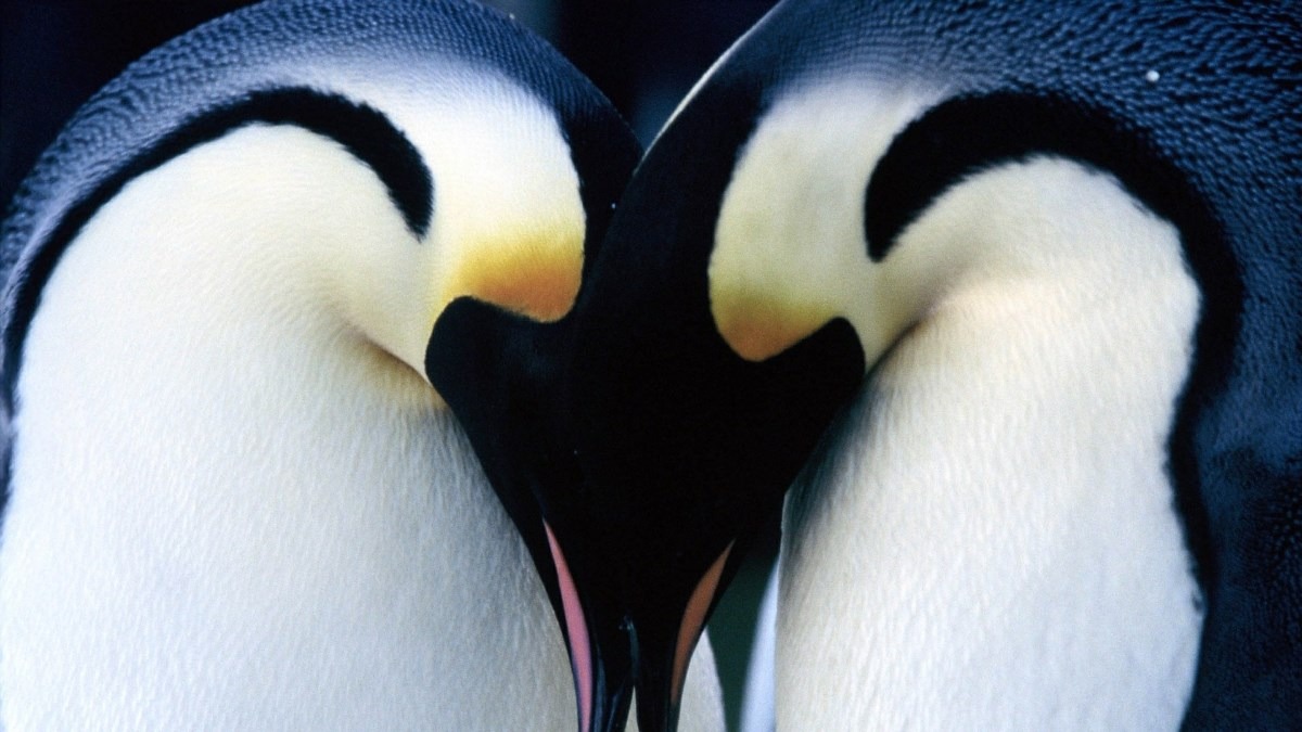 [Película] La marcha de los pingüinos