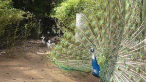 ¿Dónde ver aves y animales de la granja?