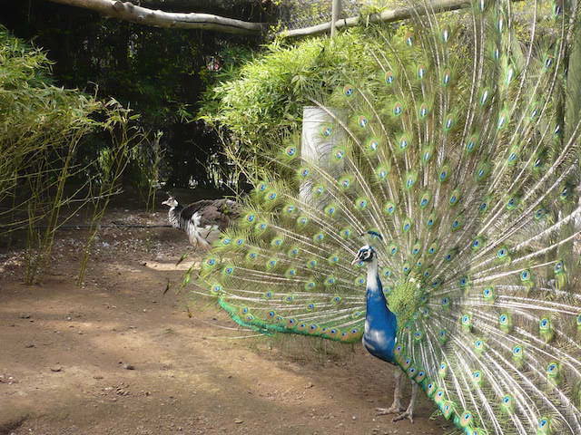 ¿Dónde ver aves y animales de la granja?