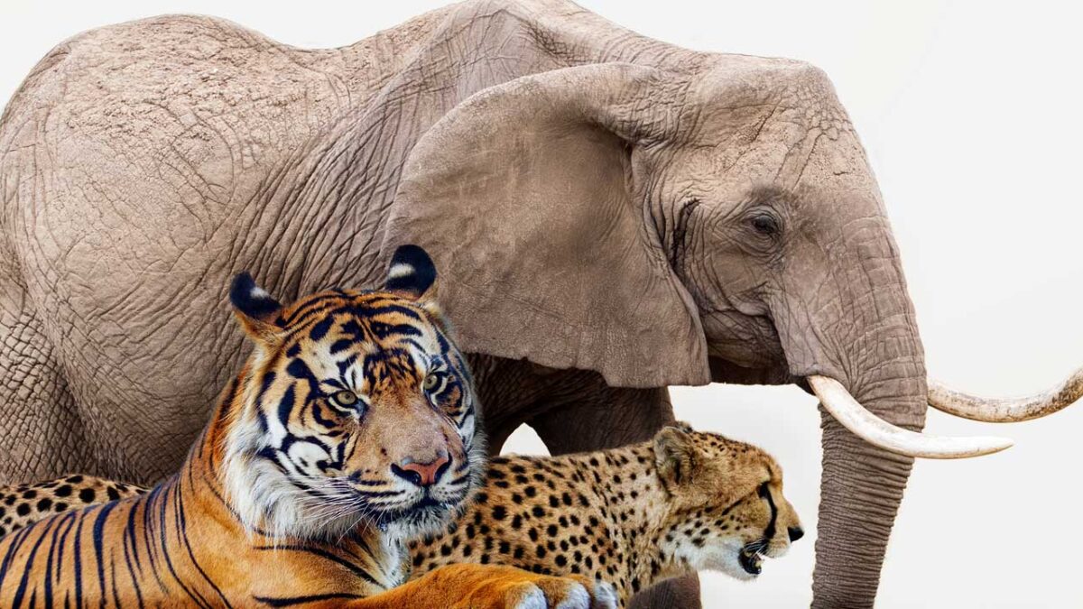 Zoológicos y museos: ¡Por un invierno más entretenido!