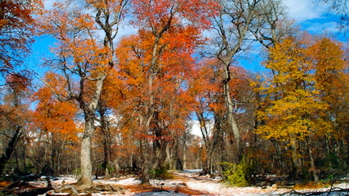 A disfrutar los últimos días de otoño